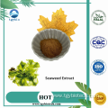 Laminaria Japonicia/Seaweed Extract Powder Fucoidan 85%